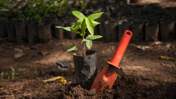 🌳 वृक्षारोपण मोहीमा